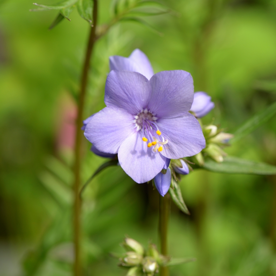 GC_Association's tweet image. Bringing you some #TuesdayCheer in the form of some of the plants currently looking lovely across the country and helping give us all lots of smile about as spring keeps on coming!