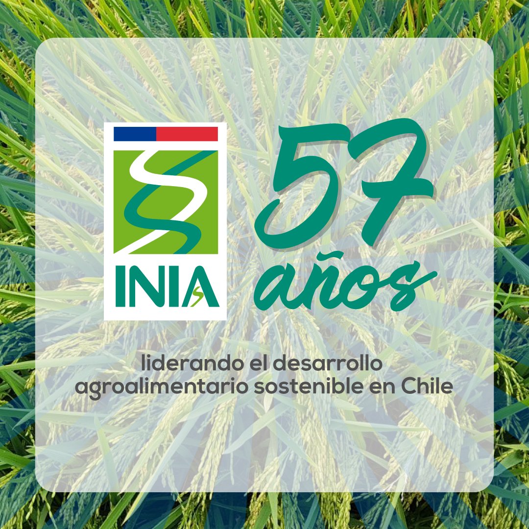 Desde <a href="/arrozFLAR/">FLAR🌾🍚</a> nos unimos a la celebración del aniversario número 57 de <a href="/iniachile/">INIA Chile</a>🥳. Destacamos su trayectoria creando valor y proponiendo soluciones tecnológicas para el sector agrícola en beneficio de los productores del campo chileno🇨🇱