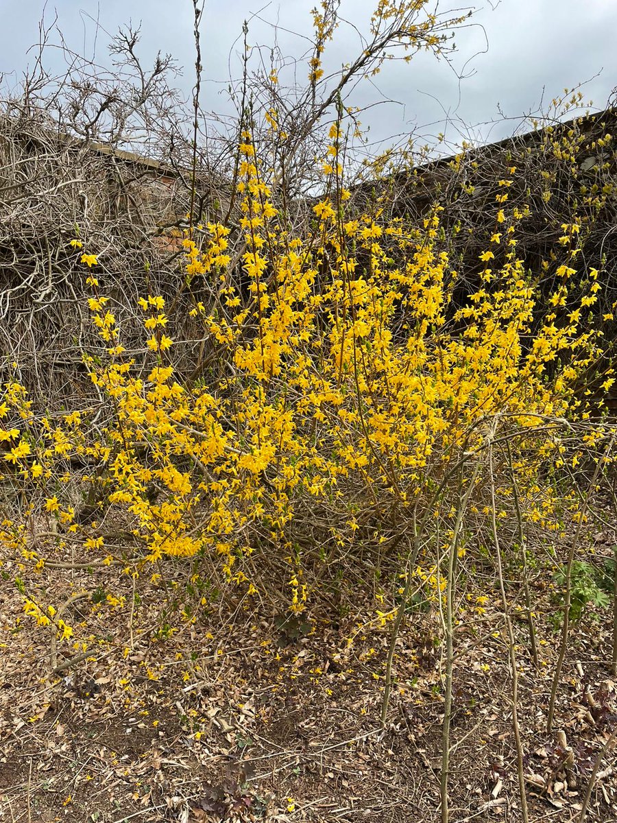 It's great to see some colour returning to the gardens #SpringTime #belmontgardens