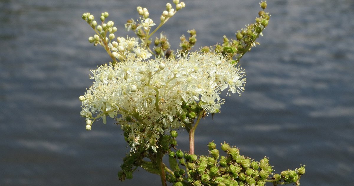 healthyhorsecom's tweet photo. Product of the Week: Meadowsweet Herb. Also known as “nature’s herbal aspirin”, it's commonly used to support joint mobility/comfort and to soothe general aches and pains. A natural antacid and digestive tonic to soothe and firm up loose droppings.  https://t.co/W86WQihavQ https://t.co/3JjBVpMt5s