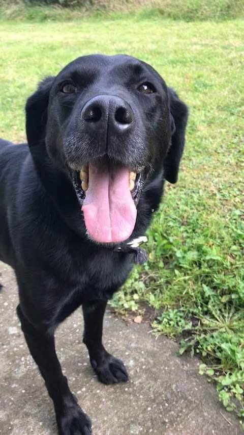 1/2 This is Eddie, well done for passing another assessment this week! Eddie is a 7 year old lab who has been working for the West Midlands team as a passive body scanning drug dog for 6 years. One of the longest serving dogs the team has had. #k9 #PrisonDogs #OperationalDogs