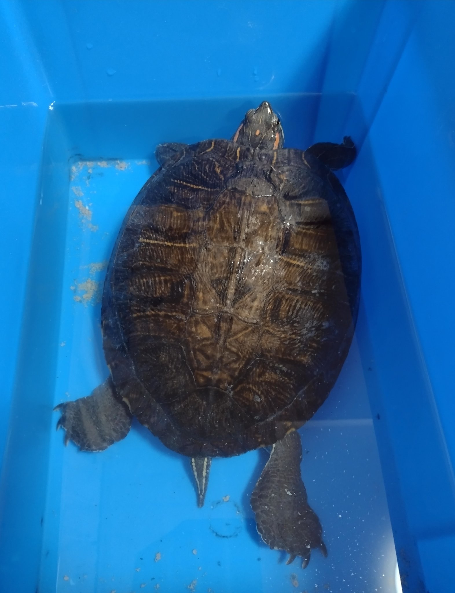 アカミミガメ R E Slider Twitter