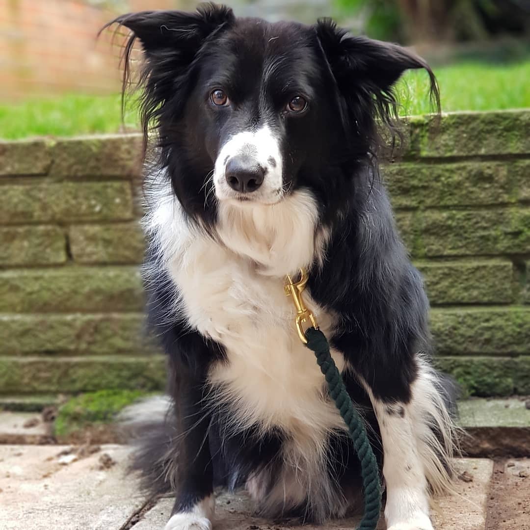 DogFuriendly's tweet photo. We've been busy sniffing through all of your amazing entries for the #respectthelead giveaway and WOOF we have a winner. 🥇
Please give a round of appaws to @laceythebordercolliex who wears her lead for two very important…
📸 https://t.co/Pgi6gegf9B via https://t.co/dgraRU1ePf https://t.co/J5cNONhnLe