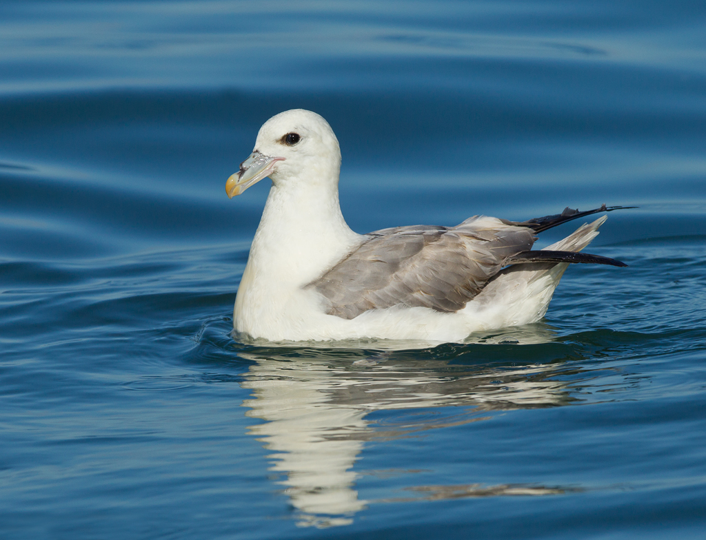 wildlifeimages's tweet photo. *****Only 7 places remaining for this season***** Come along for a day out to remember on our 'Above and Below Wildlife Photography Experience' underneath and on top of 'Bempton Cliffs Seabird Colony' situated in East Yorkshire #divinggannets #puffinmagic https://t.co/psihRyJXfM https://t.co/sq9Jq5Mcou