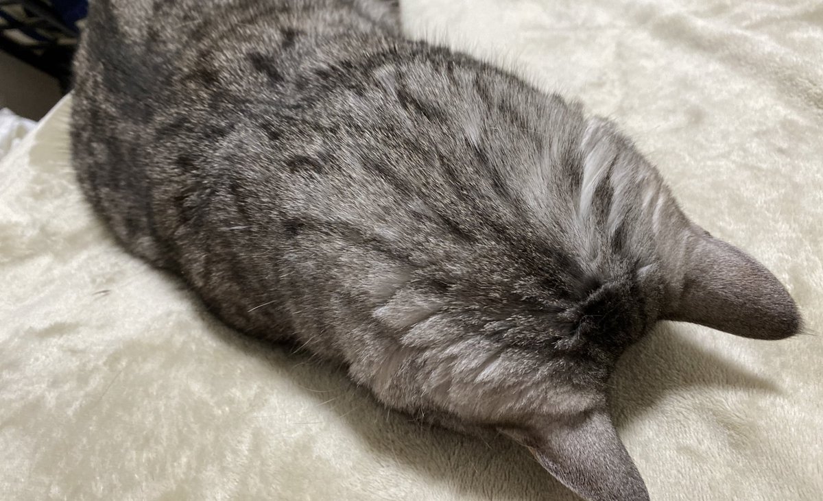 ツチノコ寝 ツチノコ寝