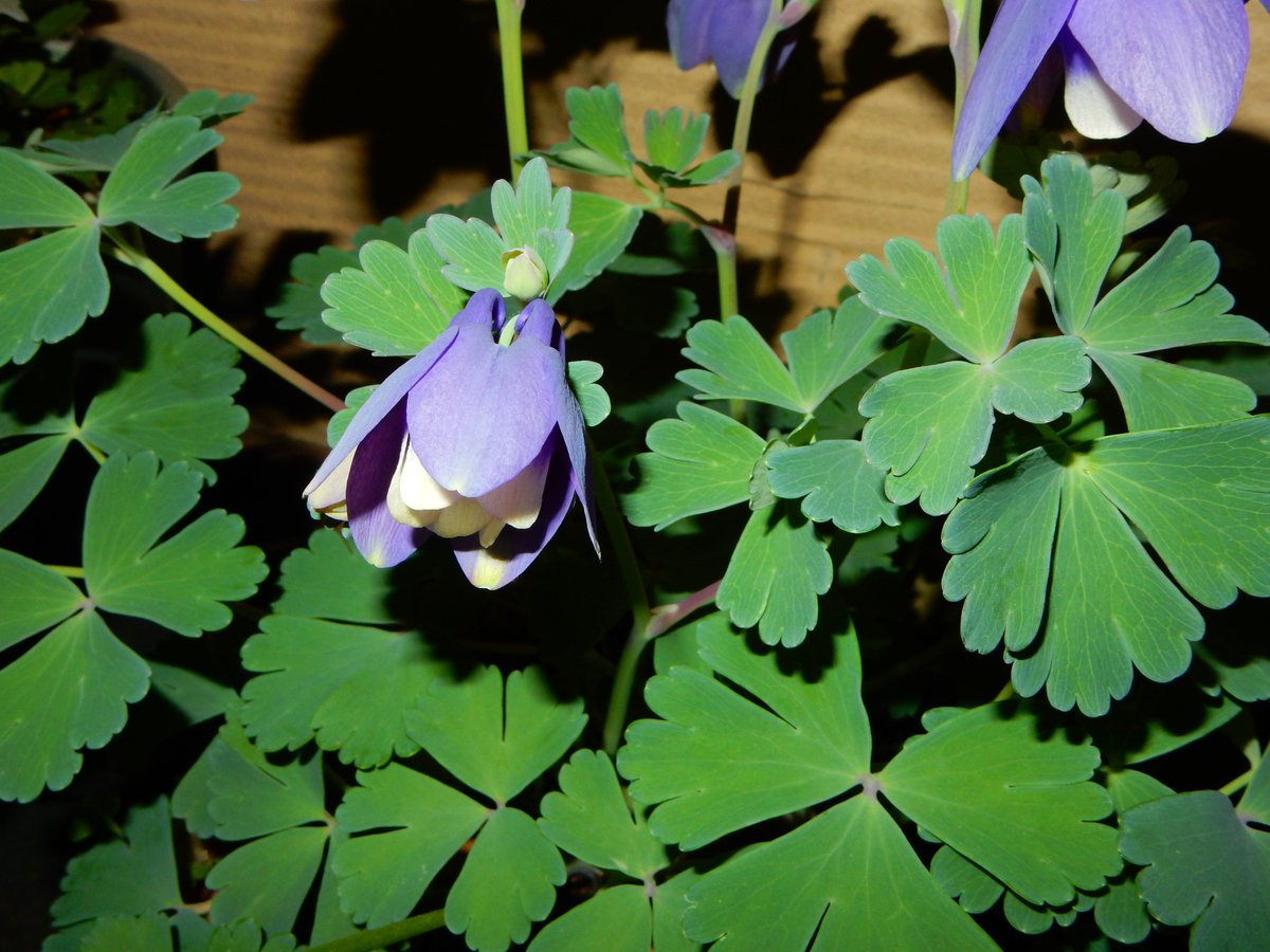 Columbine のtwitter検索結果 Yahoo リアルタイム検索