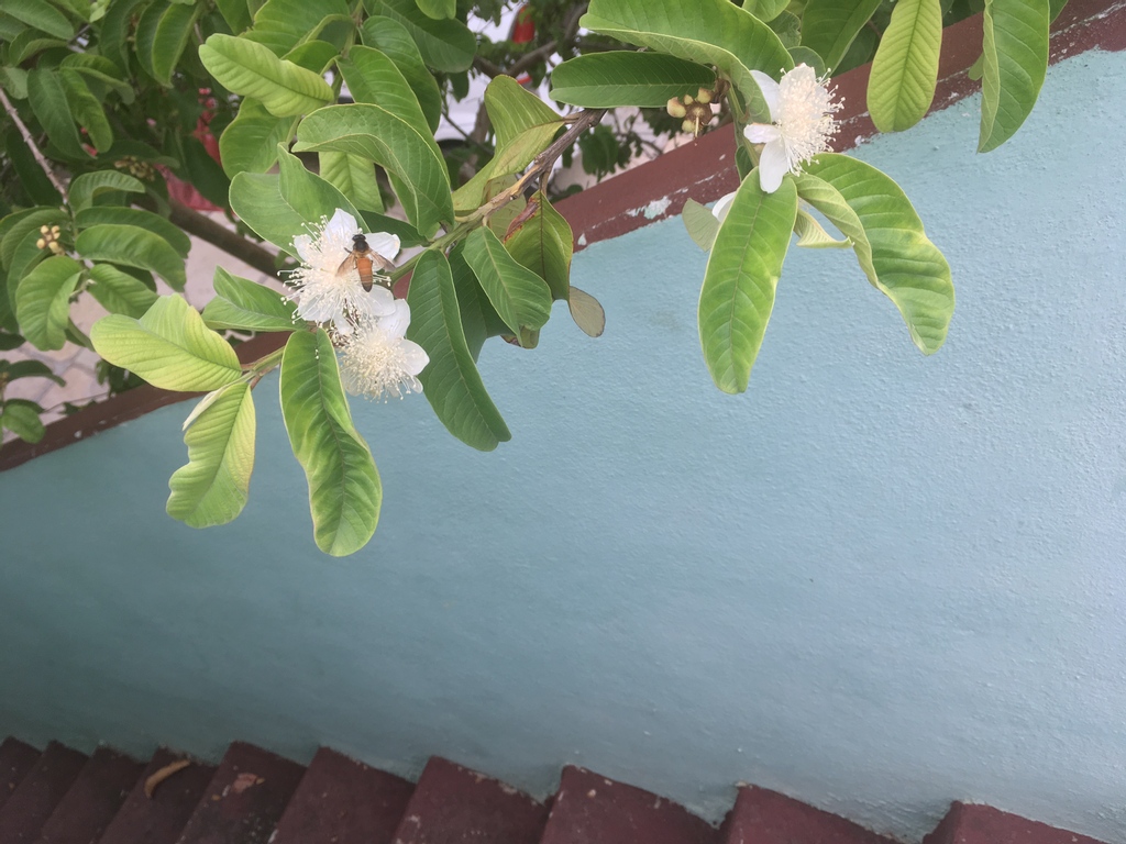 mnayeem's tweet image. White flowers and the stair
White flowers and the stairs
#flora
#guavaflowers
#plantlover
#seeds
#pollen
#naturephotography
#gardener 
#homegardens