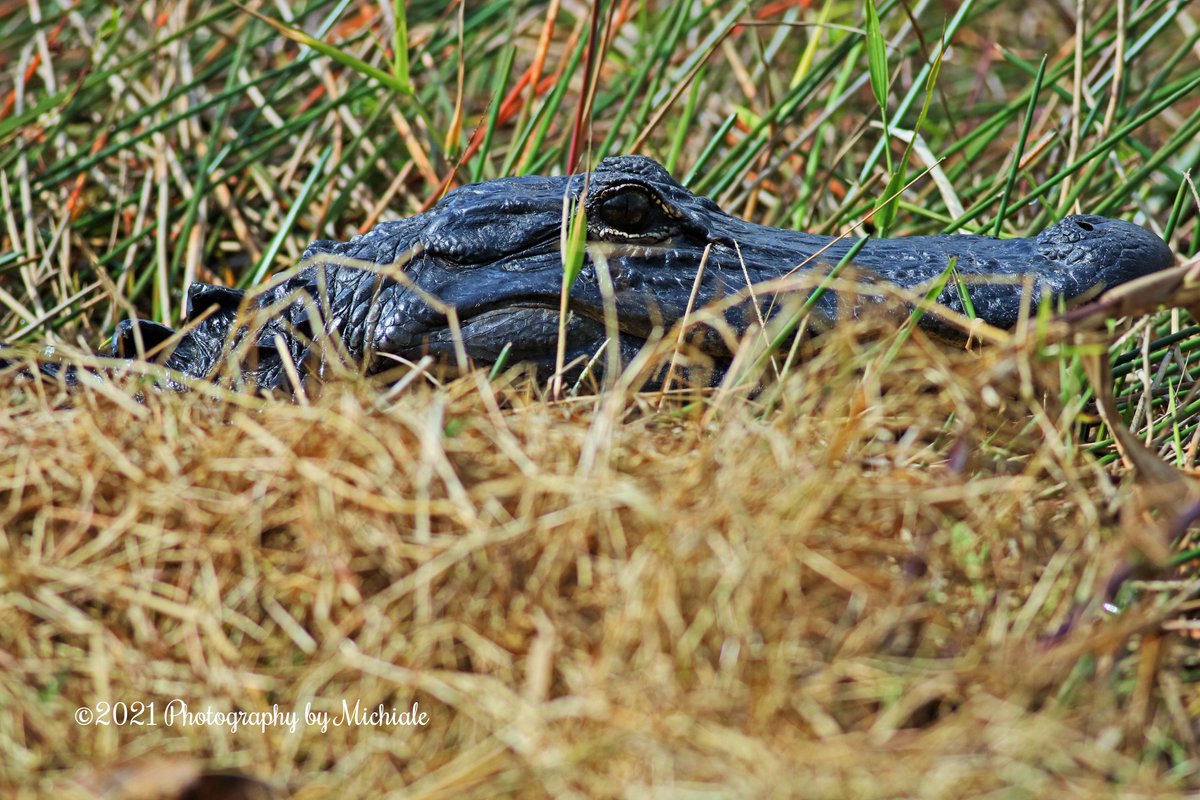 MichialeS's tweet photo. "I have decided that I no longer want to be an adult. If anyone needs me I will be in my blanket fort ...coloring"
#alligator #ator #everglades #wildlife #swfl #lovefl #foridalife #reptile @EvergladesNPS https://t.co/r7n1EY1h0e