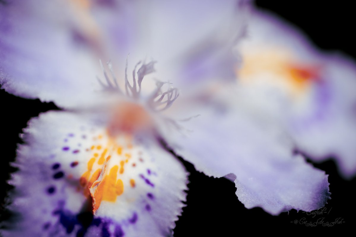 cat_at_fish's tweet photo. La macrophotographie est amusante!!
"KOCHOUKA" est appelé "Iris à franges" ou "Iris à crête"...
#額装のない写真展 #春色
#キリトリセカイ #ファインダー越しの私の世界 #写真好きな人と繋がりたい #TLを花でいっぱいにしよう
#胡蝶花 #シャガ #FringedIris #CrestedIris #𓃠 https://t.co/NjAvEAnQhv