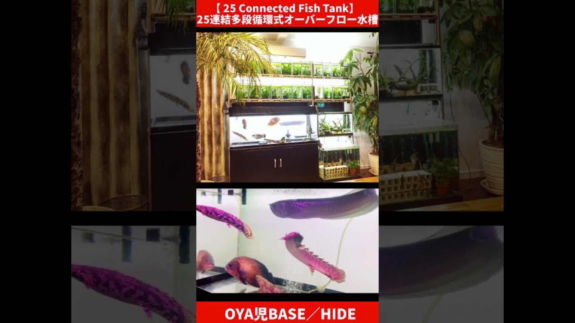 Oya児base Hide 自作水槽 25連結 多段循環式 オーバーフロー水槽 Apms 古代魚 大型魚 アピストグラマ キンペコ Aquarium Fishtank Shorts T Co Xvtpxmr4tk 大型魚 古代魚 アピストグラマ アピスト アクアリウム Youtube