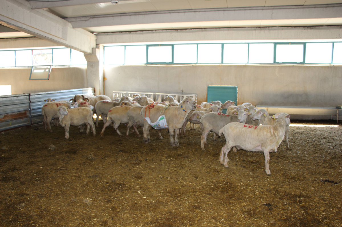 Kemer’de Veteriner Hekimlerimiz büyükbaş hayvanlarda kimliklendirme, Şap ve LDS aşılama çalışmalarında bulundu.

Konyaaltı’nda Kırsal Kalkınma hibesiyle hayvancılığa kazandırılan ilk ve tek damızlık ithal merinos damızlık çiftliğinde koç katımı gerçekleşti. <a href="/gokhankaraca_/">Gökhan Karaca</a>