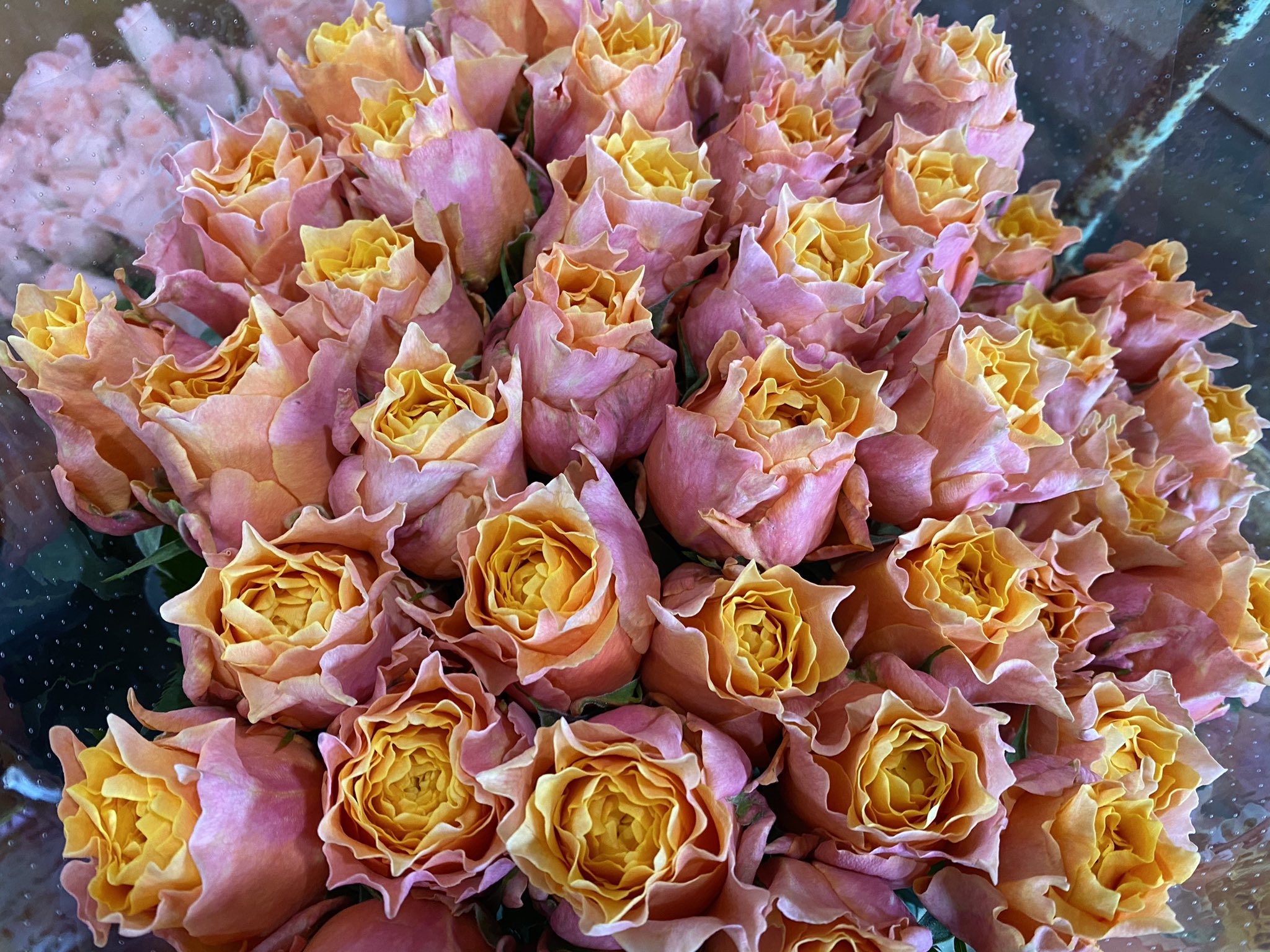 株式会社山形フラワーセンター 本日 画像の花たちは街にくり出します 何処かのお花屋さんに 山形フラワーセンター 山形花屋 山形県 秋田県 宮城県 福島県 岩手県 青森県 東北 日本 Japan 街 花 花が好き 山形フラワーセンター 素敵