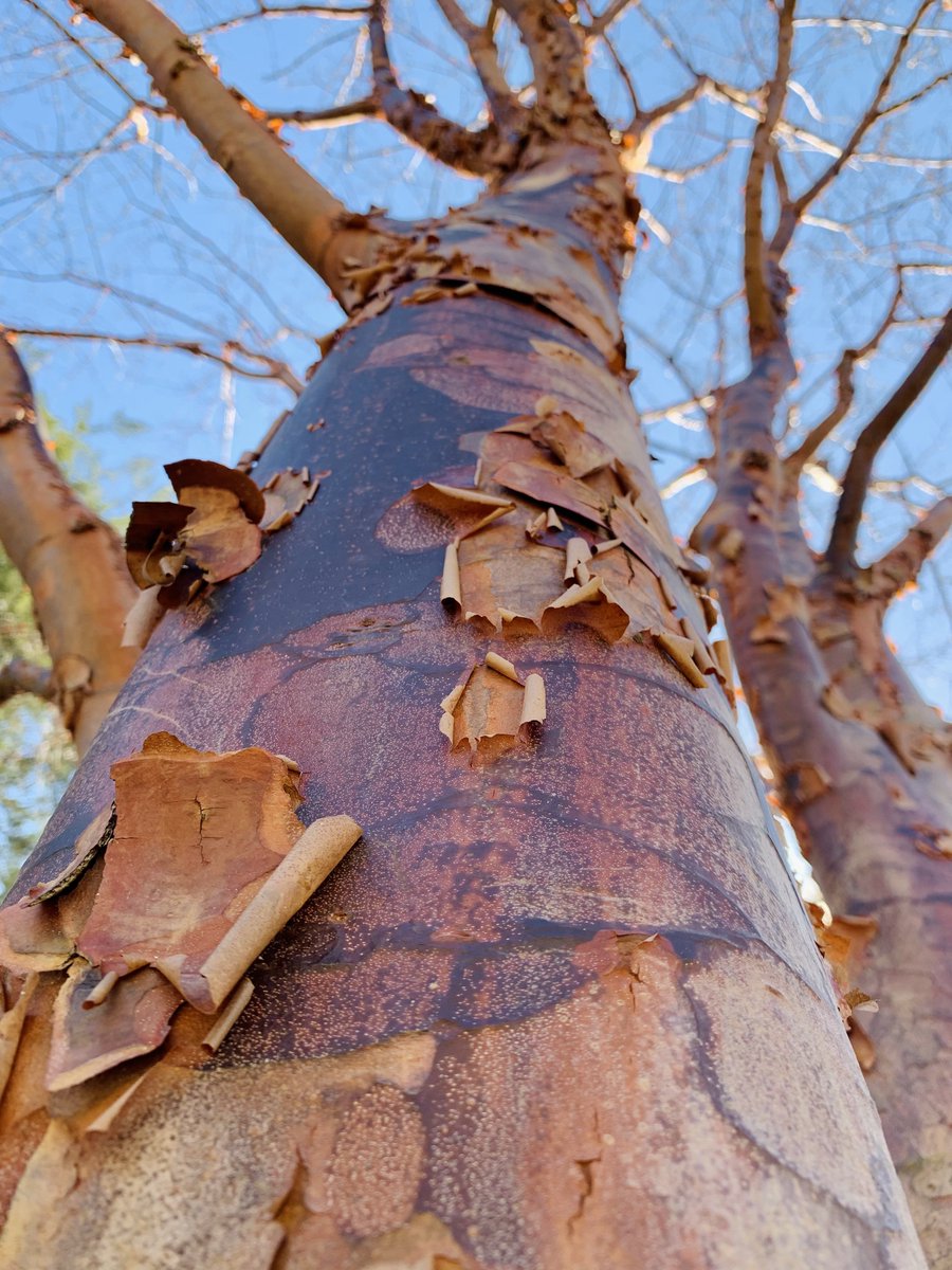 0_minyaaa's tweet photo. 9/n #BeautifulBarks #BeautifulBark #Barkingupatree #treehugger #iamabotanist https://t.co/rgqXtnhnml
