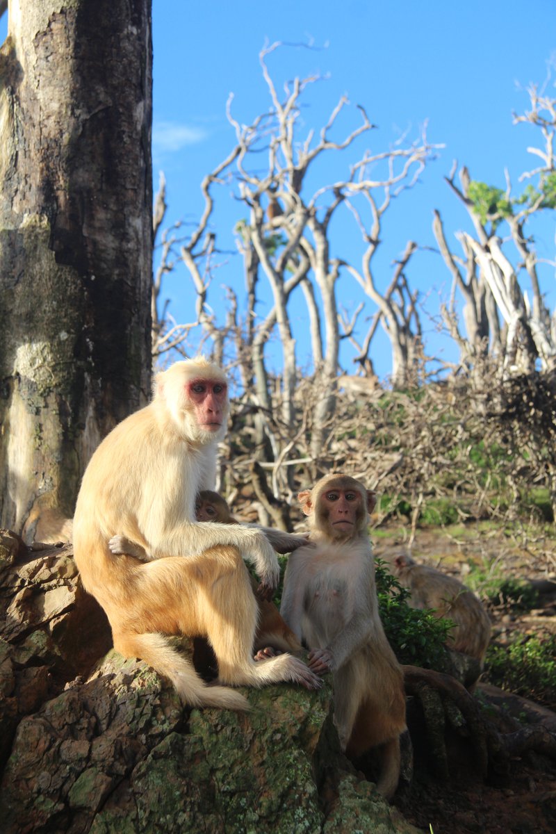 Our heroic field assistants on the ground resumed research almost immediately after the disaster. They noticed monkeys seemed more tolerant of their past competitors. We sought out to investigate whether monkeys became friendlier after the storm. (4/16)