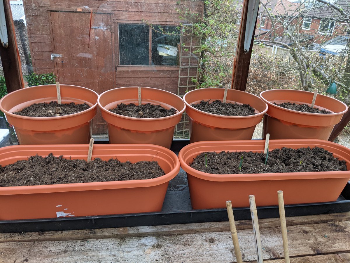 Been looking at our co-operate report highlights. Really pleased to see this year we're going peat free in our growing materials.  I've been only buying peat-free compost this year and although it's a bit weird looking it seems to be working. There are shoots in there I promise!
