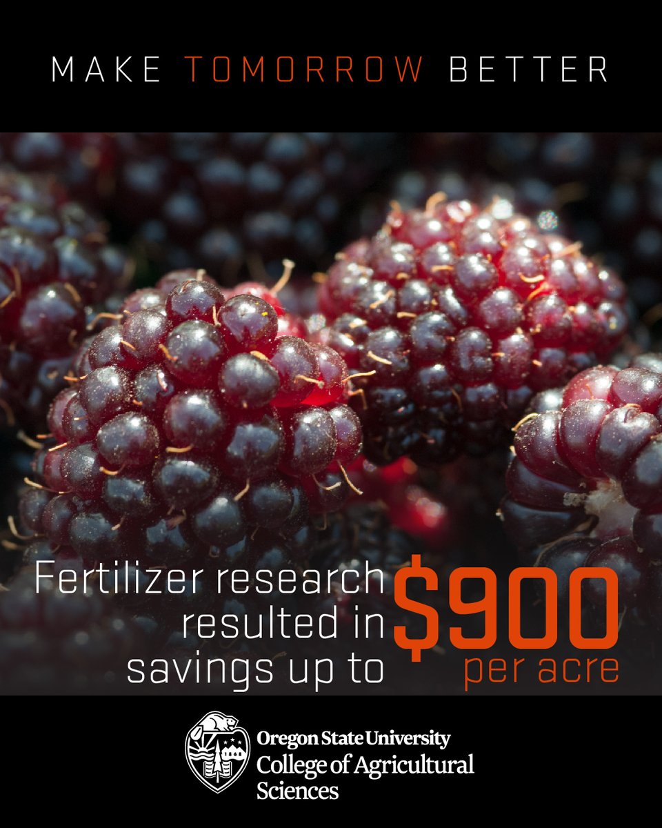 OSUAgSci's tweet image. OSU berry research recommendations cover not only the type of fertilizer to use but when/if to apply it at all...which has resulted in savings of $100s per acre for farmers!
@OregonStateGR  @BeaverCaucus @ORagriculture 
#OSUImpact 
For more🍓--&amp;gt; beav.es/Jy9
