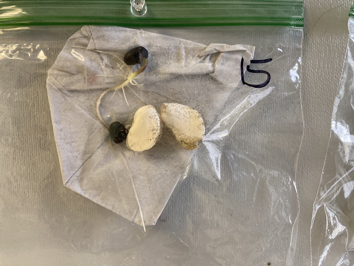 MsAVallejo's tweet photo. Our 1st graders are learning about plants 🪴 in the most fun 🙃way! Science in the real world is the best way to learn 🧠 🌎 👁 @TeachwithWilson @Slhensley605 @SerjioMedina @MarticaToroA https://t.co/KqM2sIui0n