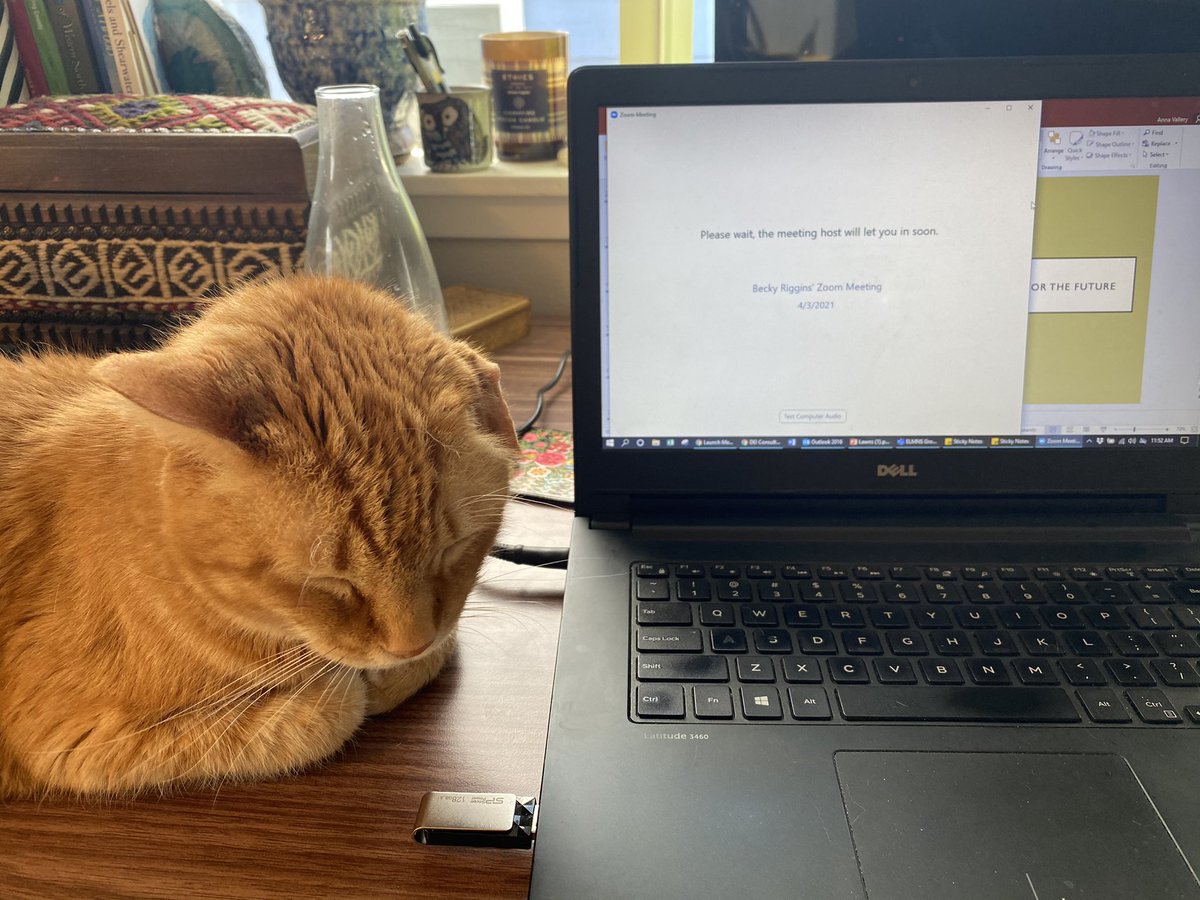AnnaValBirdGal's tweet photo. Because of the short notice, they have to deal background noise, to include with Waffles’ VERY loud purring. #sorrynotsorry #keepyourmotorrunning https://t.co/PiOzMZtnIq