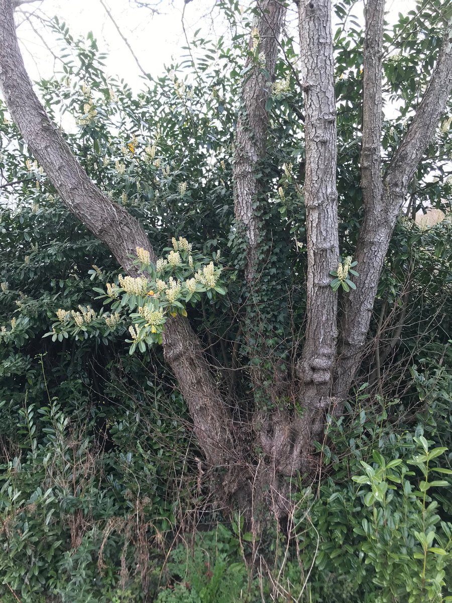 W_Collaborative's tweet photo. #ChildrensWritingPrompt Use these pics of #laurel and wild #garlic by the #riverlemon at Bakers Park #NewtonAbbot (where we’re creating a children’s #poetry trail !) as #inspo for a #poem or #story 💛💚 🌿@PaperNationsUK @NewtAbbMuseum @DevonWildlife @TDC_Leisure @Teignbridge https://t.co/uZjdCpXNsl