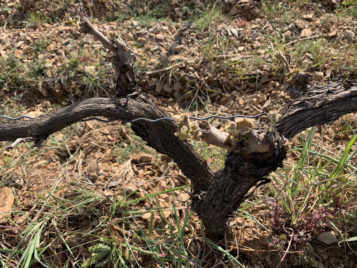 JMCambaceres's tweet photo. La nuit a été rude pour #vignes de l’aire #PicSaintLoup (-5 à -7), même dans #Gard. #LaGravette #Corconne, gros dégâts. Plus bas #Carnas (-9), heureusement nos cabernets n’avaient pas débourré mais #viogniers ont souffert. #Gailhan et #Lecques, moins grave https://t.co/p4wO5214ig