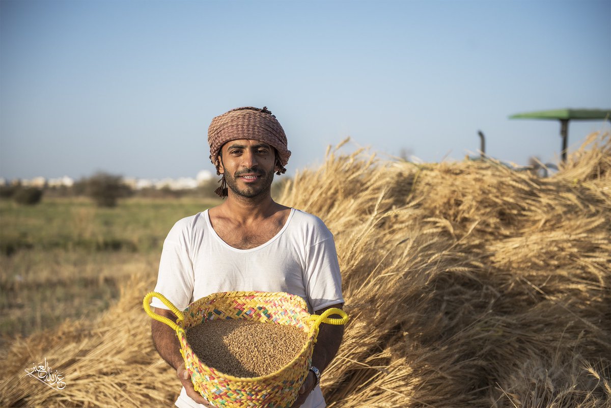 حيل فرق .. حيث الإنتاج الوفير من القمح في ٢٠٢١م