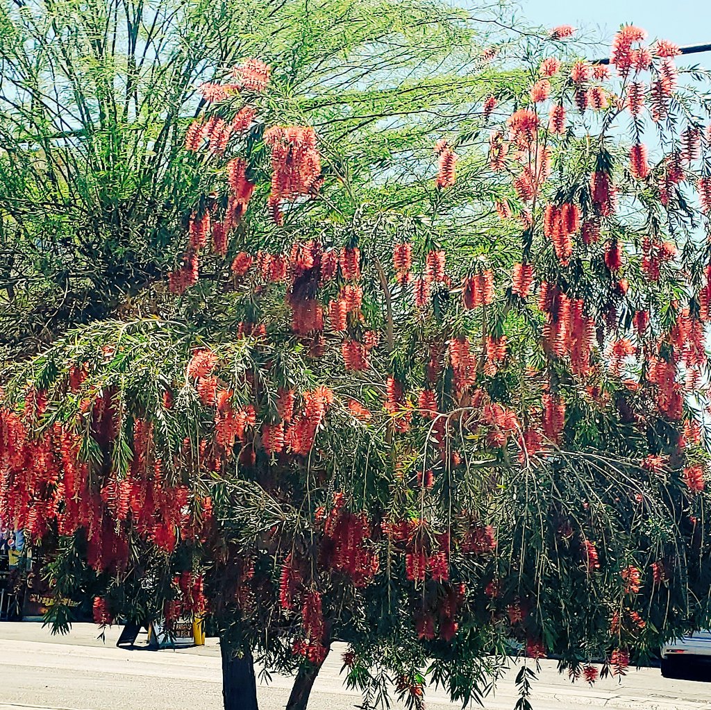 TbBrame's tweet photo. Hung out the car window to capture this #LemonBottlebrushTree
#CallistemonCitrinus near the drive thru at a Dutch Bros in Tempe. Just spectacular!π»
#PlantyStuffs #Arizona #Spring #SpringInArizona #BloomSpotting https://t.co/T8DAFn2kyq