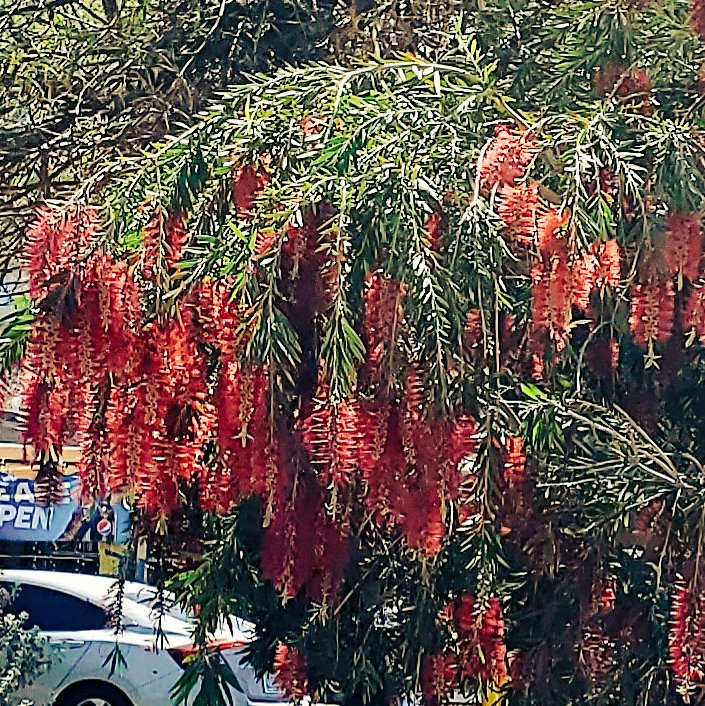 TbBrame's tweet photo. Hung out the car window to capture this #LemonBottlebrushTree
#CallistemonCitrinus near the drive thru at a Dutch Bros in Tempe. Just spectacular!π»
#PlantyStuffs #Arizona #Spring #SpringInArizona #BloomSpotting https://t.co/T8DAFn2kyq