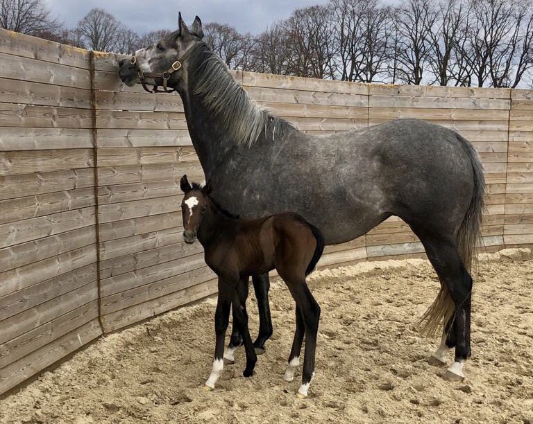 Sweet filly foal born last night <a href="/YorkStutteri/">York Stutteri</a> - by <a href="/coolmorestud/">Coolmore</a> Churchill out of the unraced Mastercraftsman mare Categories, who was purchased on behalf of Danish client Joca Stable at last year’s <a href="/Goffs1866/">Goffs</a> November Breeding Stock Sale from <a href="/TheCastlebridge/">The Castlebridge Consignment</a> consignment 🍀🇮🇪🇩🇰