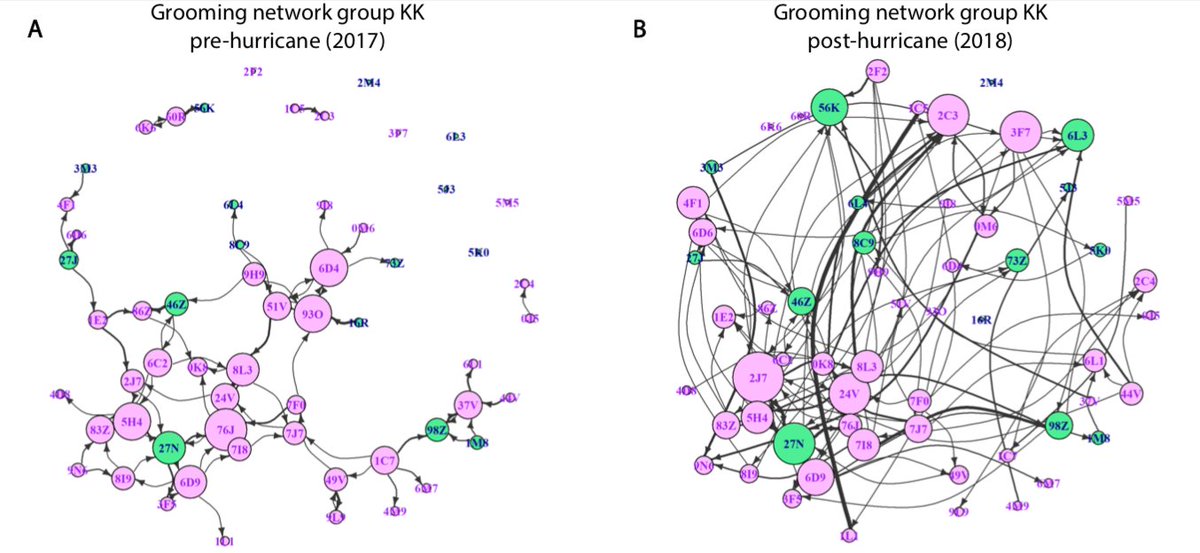 We found that monkeys spent more time sitting next to (in proximity) and grooming each other after the hurricane compared to before. (6/16)