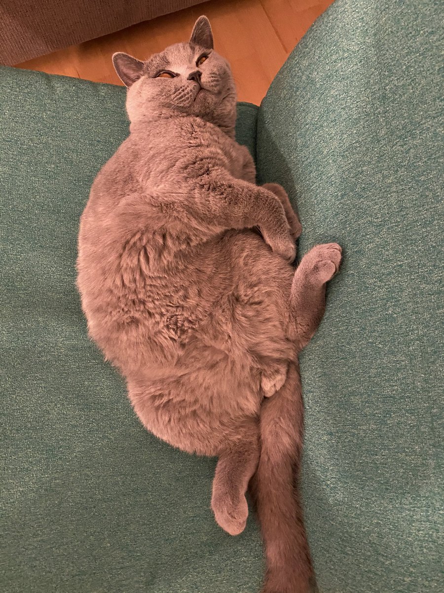 lifewithbeanie's tweet photo. @YourCatmagazine Yeees, he is a very funny cat 😂 beside being quite smart https://t.co/kGB8YMHp0X