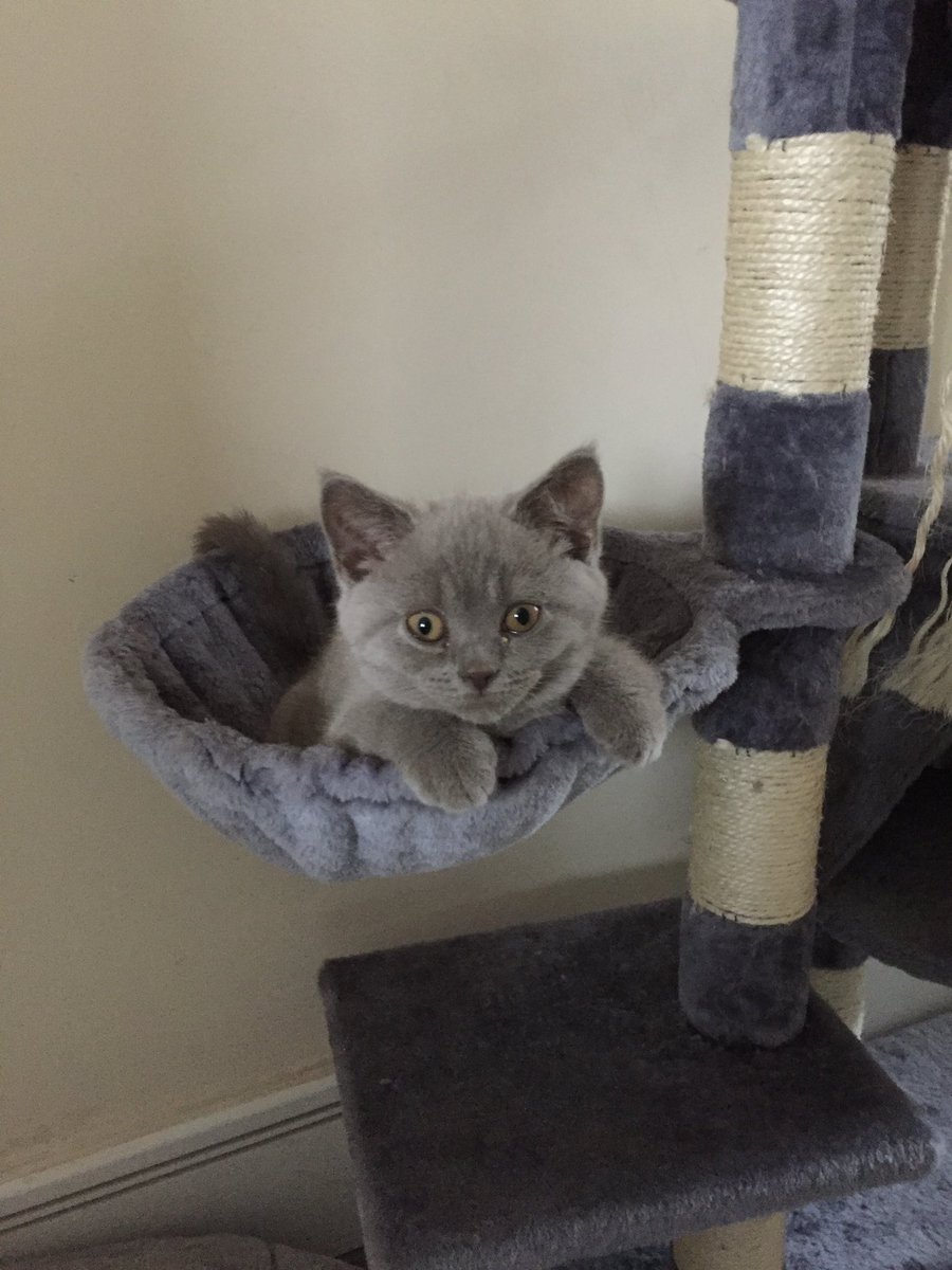 Throwback Thursday! #britishshorthair #CatsOfTwitter