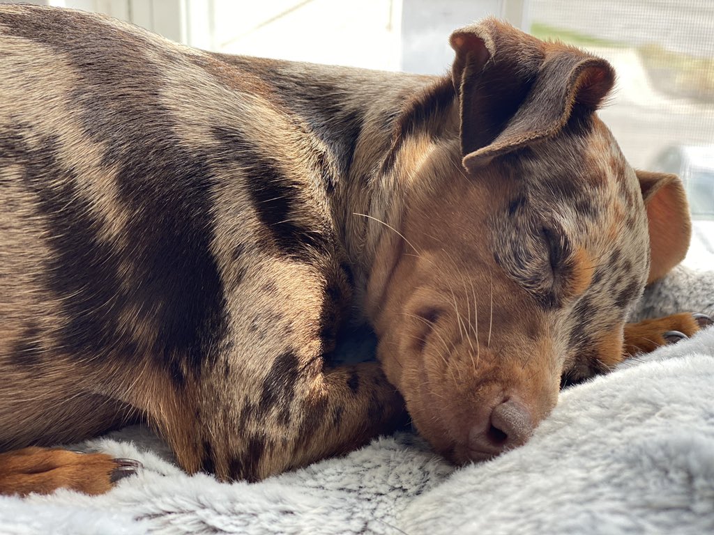 BlakeWalker23's tweet photo. Sooooo yeah, my 🐶 is the cutest thing, EVER! Look at that smile, y’all. #SkyWalker #PrincessSky https://t.co/8qqiClW1db