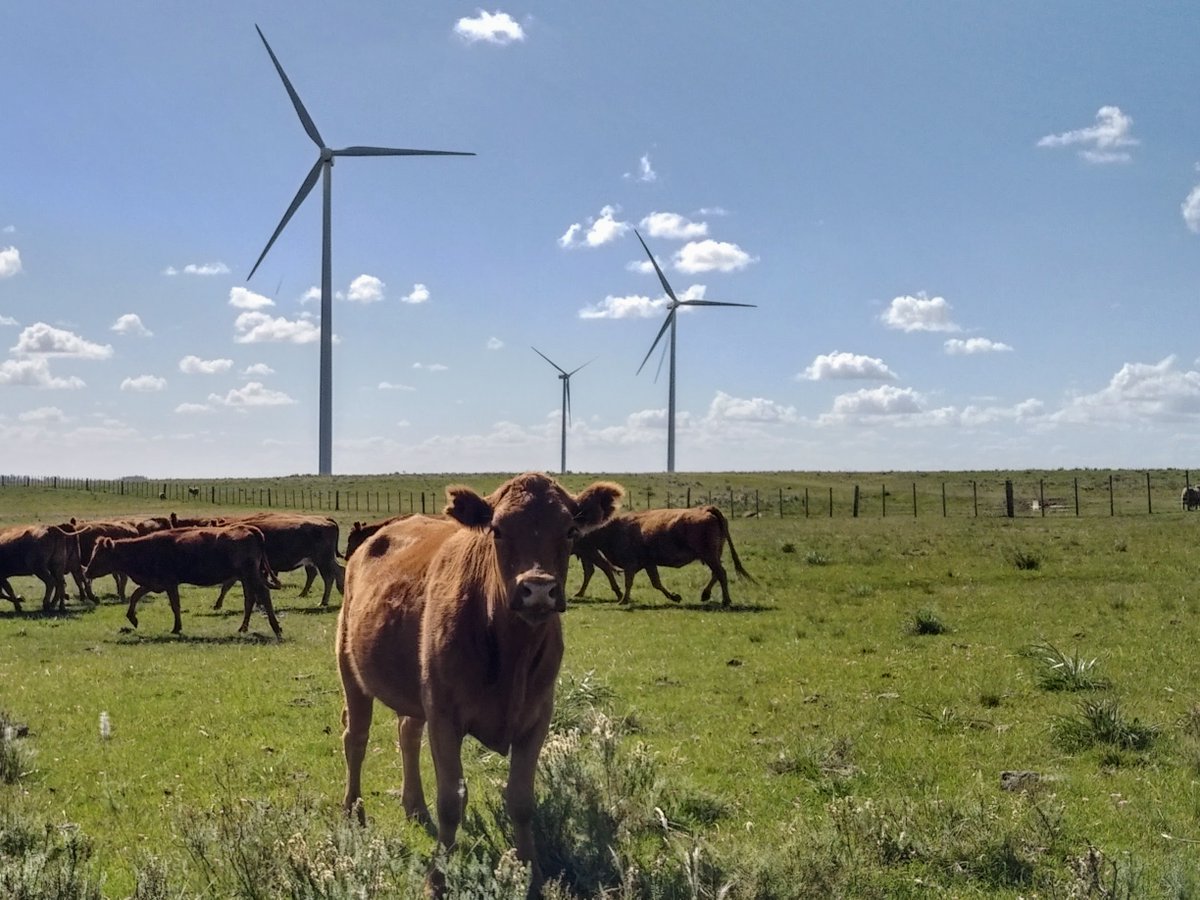 Maxwind Technology tweet media