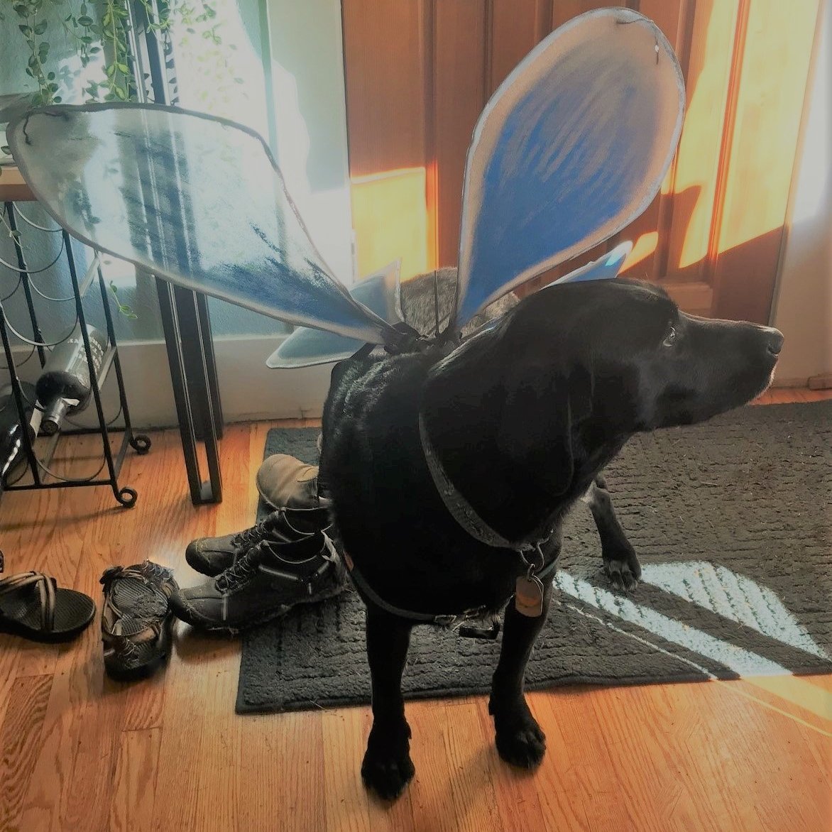 ts4biodiversity's tweet photo. My mom might put these ridiculous butterfly wings on me but at least there are no reports of dogs dying from, let's #RecallSerestoCollars right @FirstDogsWH ? https://t.co/UjbcSJSbxw