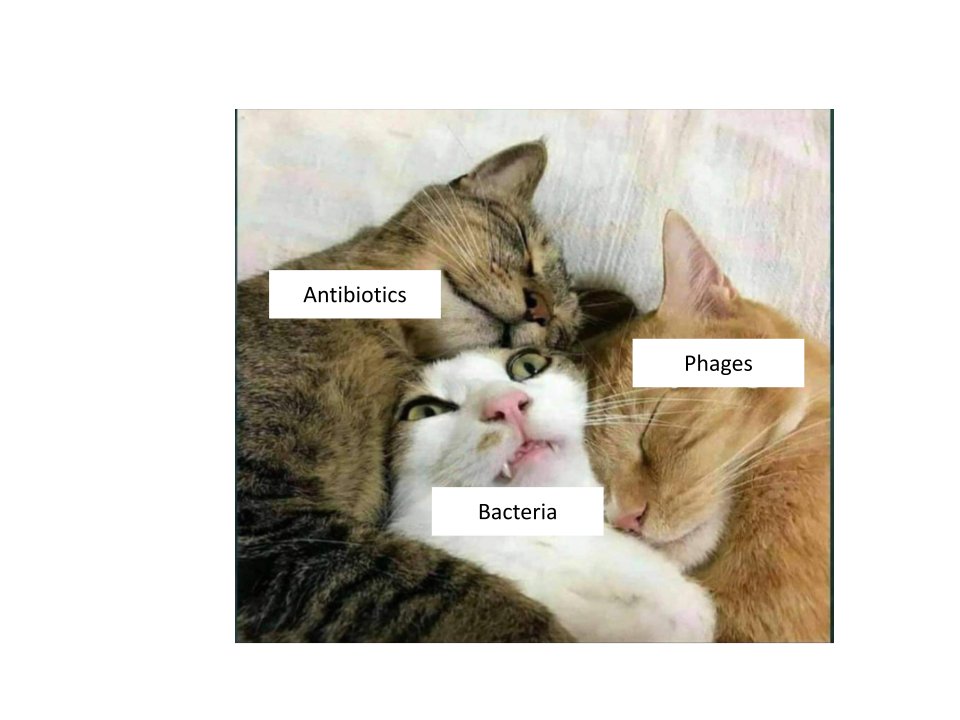 More phage-antibiotic synergy memes for your Thursday!
