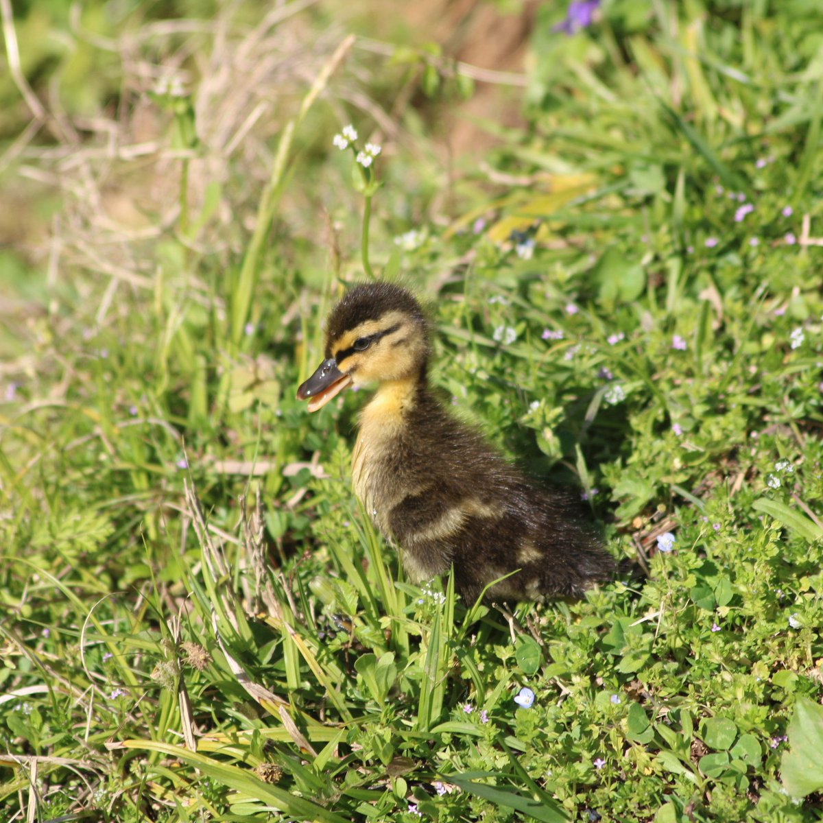 Let me know when you get tired of baby ducks.Baby duck thread - Part 5