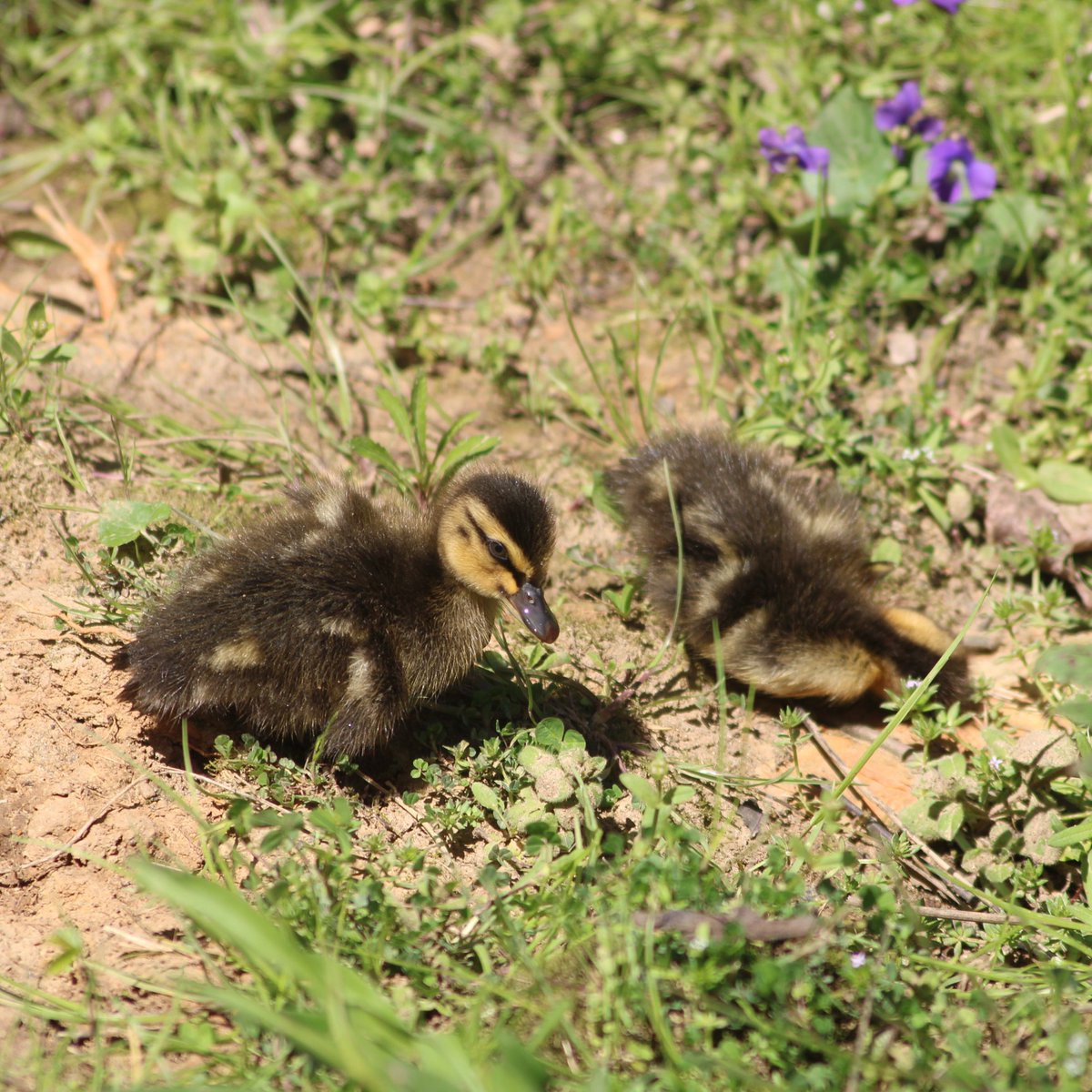 Let me know when you get tired of baby ducks.Baby duck thread - Part 5