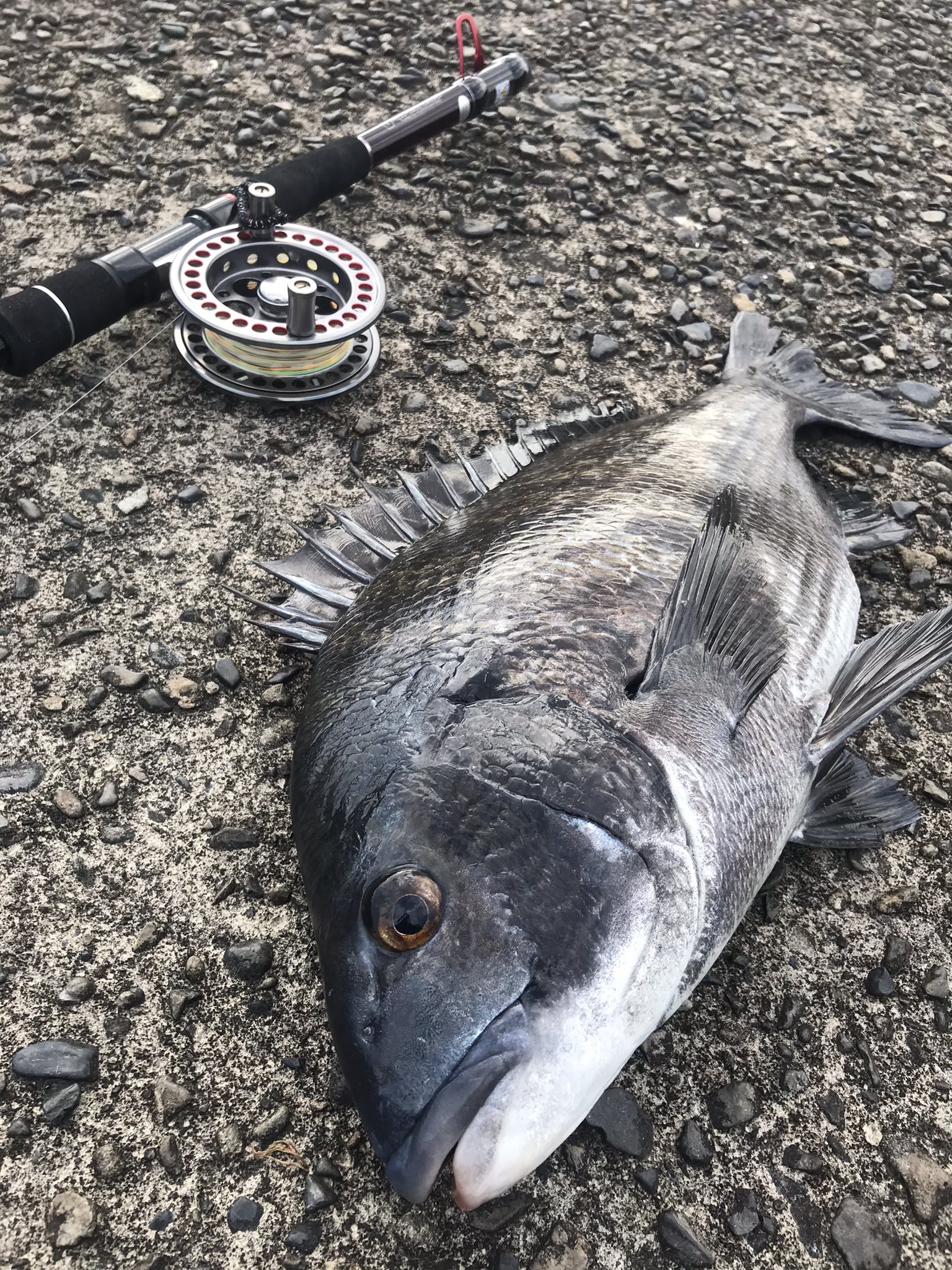 こうへい 在 Twitter 餌はフジツボで 見えチヌ釣りました 餌を探しに上に上がってきていたところに餌を落とすと コンコンっと小魚が餌をつついているような小さなあたり 47cmでした チヌ クロダイ 釣り好きと繋がりたい 落とし込み 落とし込みチヌ