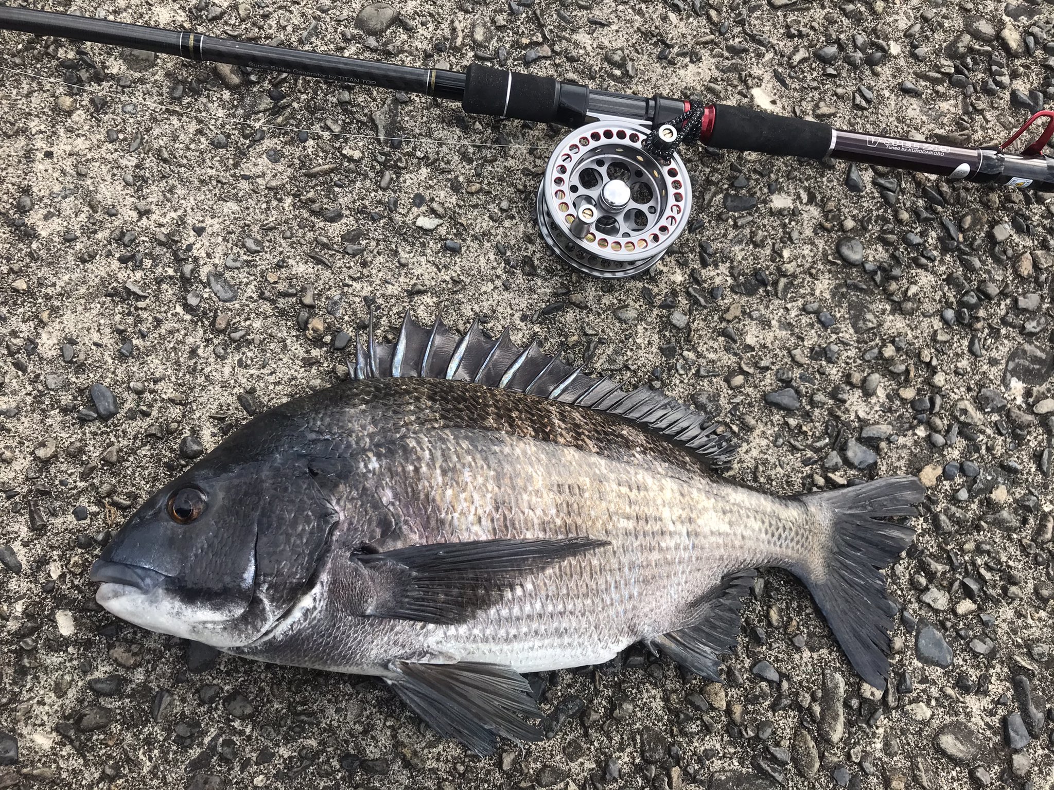 こうへい 在 Twitter 餌はフジツボで 見えチヌ釣りました 餌を探しに上に上がってきていたところに餌を落とすと コンコンっと小魚が餌をつついているような小さなあたり 47cmでした チヌ クロダイ 釣り好きと繋がりたい 落とし込み 落とし込みチヌ