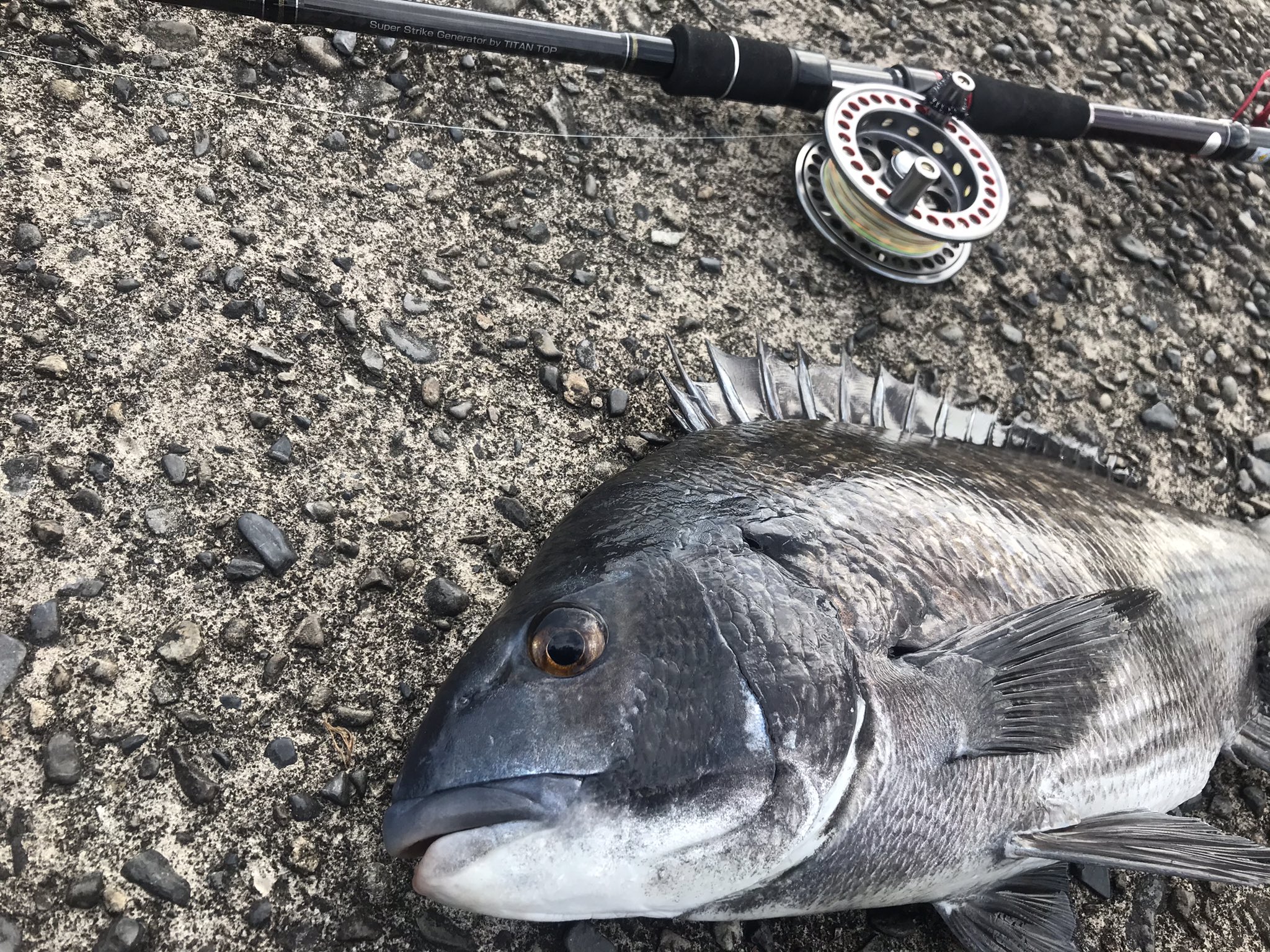 こうへい 在 Twitter 餌はフジツボで 見えチヌ釣りました 餌を探しに上に上がってきていたところに餌を落とすと コンコンっと小魚が餌をつついているような小さなあたり 47cmでした チヌ クロダイ 釣り好きと繋がりたい 落とし込み 落とし込みチヌ