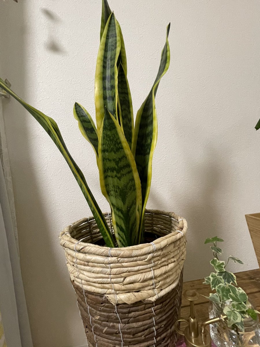 Naocarrie サンスベリア 花言葉 永久 不滅 観葉植物に囲まれたい