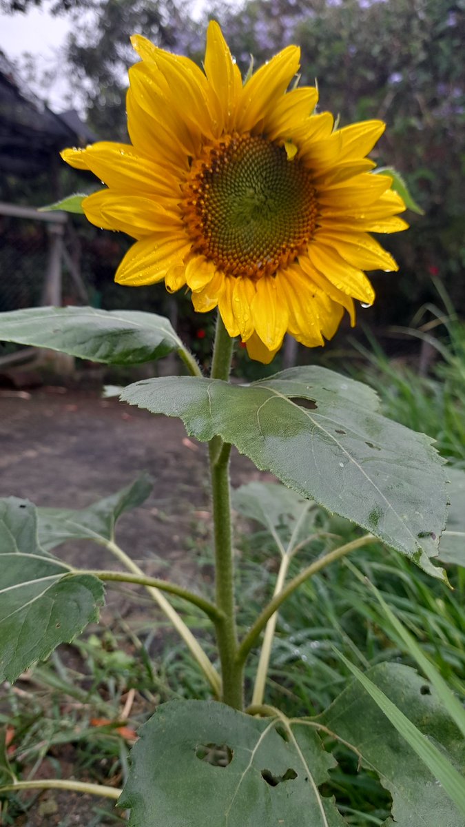 UserInuser059's tweet image. Buenos días damas, ya que hacia rato no subía nada les dejo un girasol que salió en el jardín 😊🌻 @LaAgutiPaca @MaraRWat @MarleneGG_ @Mimi_Kings @laura_mosquera7 @LauraNaoEsta @Aspiratronica si alguna se me queda por fuera me disculpa por favor 😹