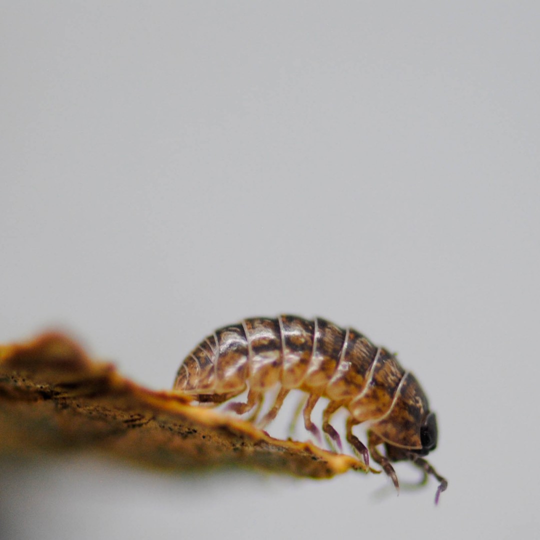 isopodist's tweet photo. The markings on this one are spectacular! 😍

📸 : @sc.herpetoculture

#isopod #isopods #isopodsource #isopodsquad #isopoda   #bugsoftheworld #macrophotography #bbcwildlife #rolypoly #pillbug #isopodhours #bioactive #enclosures #bbc @BBCEarth https://t.co/eSMdI1tSoX