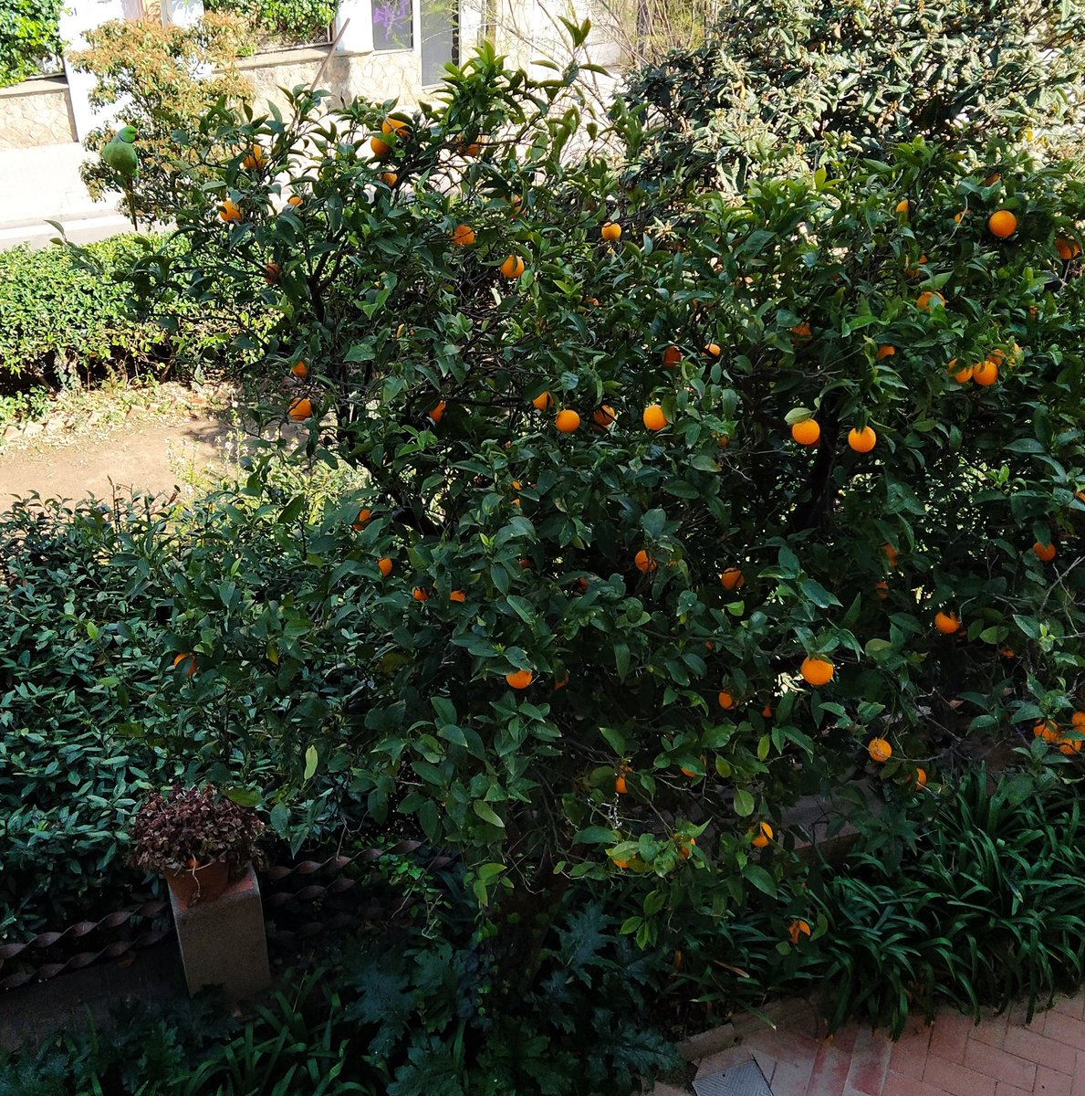 Fa dies que les cotorres ens visiten, amb els infants fem diferents observacions dels ocells de l’escola, plomatge, colors, hàbits, alimentació,... els ocells tenen una simbiosis amb el medi ambient que cal cuidar. A veure si trobeu les cotorres? Estan ben camuflades #MediAmbient