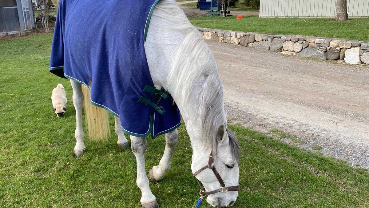 WorldCarePet's tweet photo. Yesterday, we featured one of our smallest travelers. So today, we’re featuring our largest!
Feddie's traveling from Massachusetts to France today on a special flight just for horses! 🐎
👀 Can you spot Feddie’s new friend in the background?
#pettransport #petmovers #worldcarepet https://t.co/pv3SaZhEmi