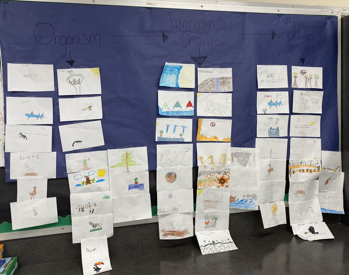 Ms. Quiroga has ALL her s. sharing evidence of environmental changes that cause organisms to thrive, perish or move to new locations. This is a great way to build anchor charts that are student created! @GoodmanES_AISD @STARS_902 #AldineAnywhere #ClutchScience