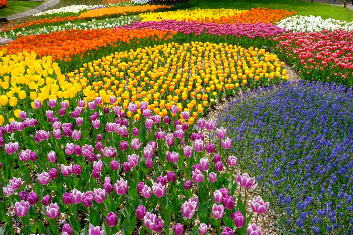 ぷくぷくタッケー タッケー散歩道424 チューリップ色々２ 今日は少し引いて全体の色々 色とりどりに咲いている様を 本数の花言葉もあります 108本で 結婚してください タッケー散歩道 チューリップ 花写真