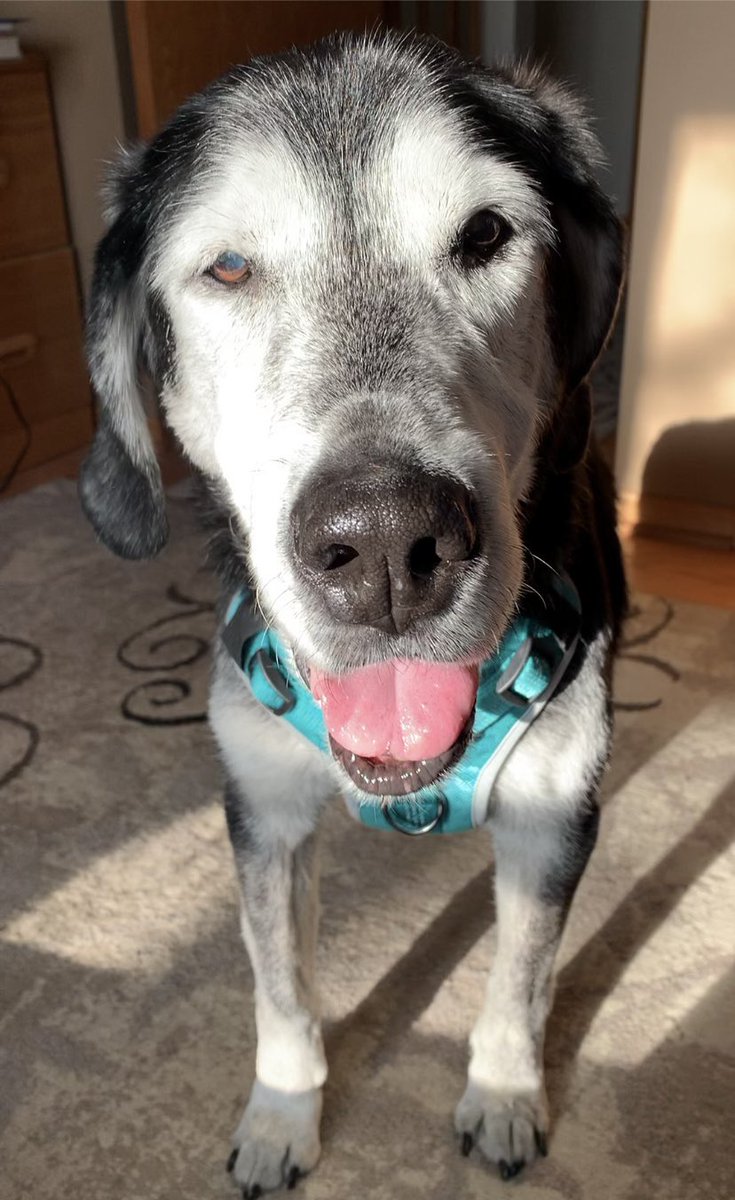 @HounddogZenith's photo on #ThursdayVibes