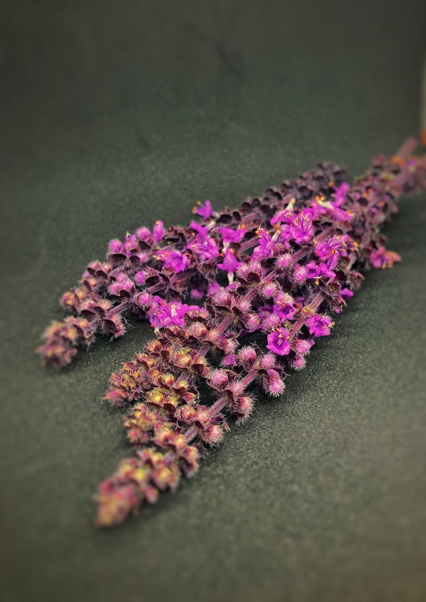 Zallotti Blossom
It comes from an African basil plant and has a taste of basil combined with mint. It is a very good decorative element in its entirety and using individual flowers. Combines perfectly with Italian and light dishes, makes a great addition to a salad / cocktails