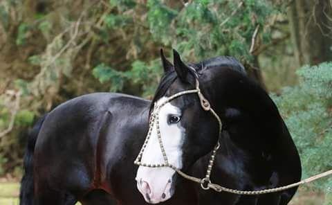 CampoyMas's tweet photo. Colorado Malacara ----> RT
Zaino Pampa --->Fav

Pelajes Criollos...
#DeCampoYMas #Tradición #CaballosCriollos #PelajesCriollos #CosasNuestras https://t.co/VFFExFp7i7